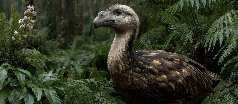 Биотехнологическая компания приблизилась к воскрешению додо