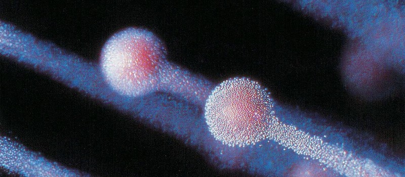 Учёные превратили клетки кожи в человеческие яйцеклетки и успешно оплодотворили их