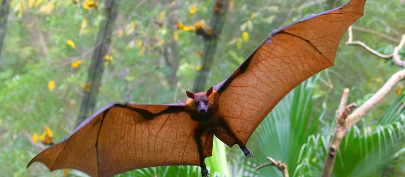 В Германии крысы начали охотиться на летучих мышей с пугающей эффективностью