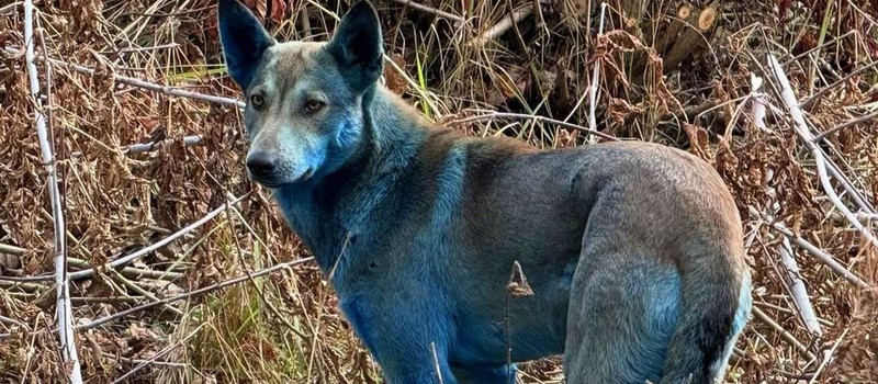 В Чернобыльской зоне отчуждения заметили собак с ярко-синей шерстью