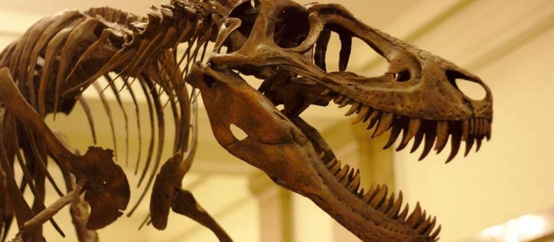 Ученые разрешили 80-летний спор о существовании нового вида динозавров