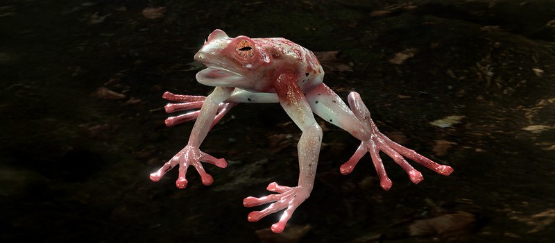 Игрок Baldur's Gate 3 на своей шкуре узнал, как маленькая лягушка может оборвать прохождение в режиме Чести