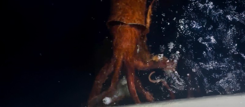 Рыбаки сняли редчайшие кадры 10-метрового гигантского кальмара, пожирающего добычу у поверхности