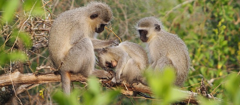 Пока власти Сент-Луиса пытаются поймать сбежавших обезьян, местные жители заваливают полицию ИИ-фейками