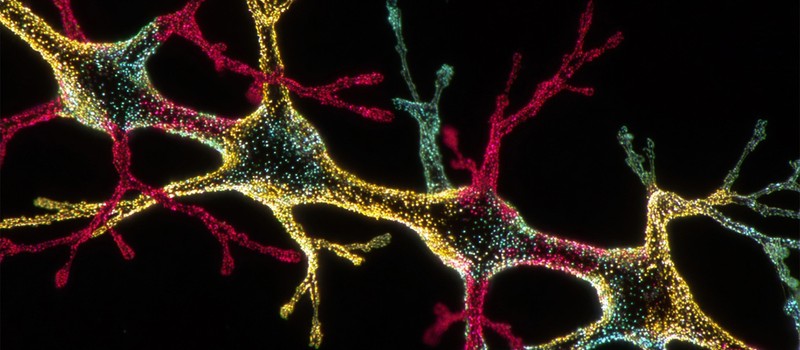 Учёные создали искусственный нейрон, способный общаться с живыми клетками на их "языке"