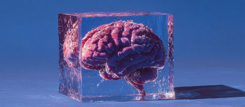 Замороженный мозг снова заработал – учёные впервые восстановили нейронные функции после глубокой заморозки