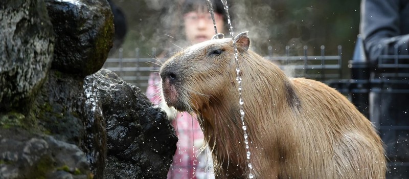 Капибара сбежала из зоопарка в Великобритании через день после прибытия