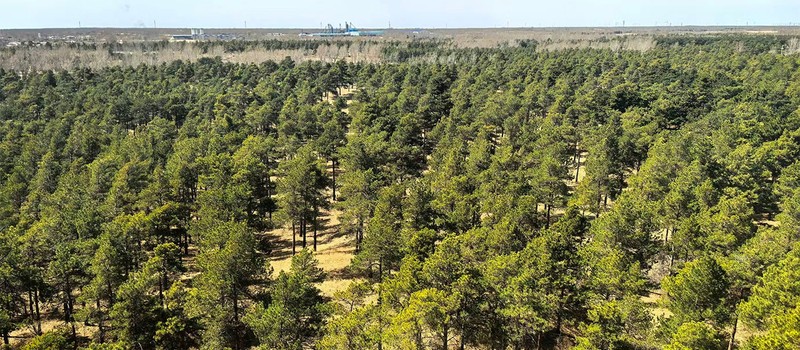 Китай выращивает леса в одной из самых мёртвых пустынь на Земле и результаты уже впечатляют