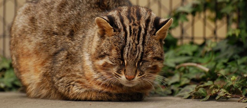 Редчайшая дикая кошка с острова из Ghost of Tsushima возвращается из-за грани вымирания