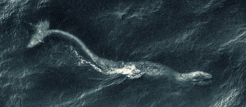 Лох-Несское чудовище впервые замечено в 2026 году после долгого затишья