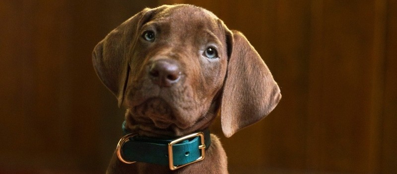 Милый Скуби и молодой Шегги в первом тизере сериала Scooby-Doo: Origins