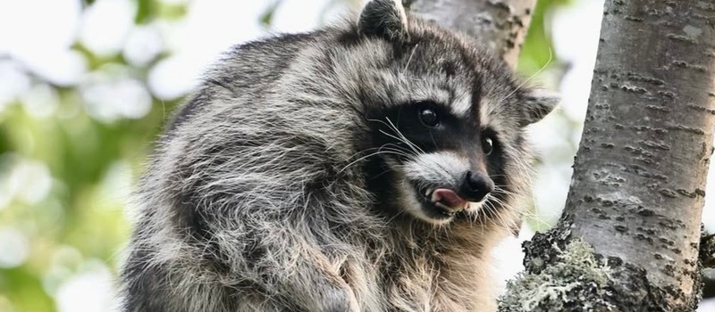 Фанат Джимоти сделал кастомную LEGO-версию "укороченного" енота