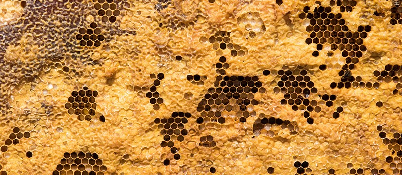 17-летний школьник открыл способ избавить пчёл от клещей и поднять сборы мёда