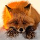 winter_fox