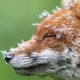 Взгляните на прекрасные работы победителей британского конкурса на лучшие фото дикой природы