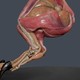 3D-художник показал реалистичную симуляцию дрожащих мышц монстра