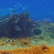 Разработчик Subnautica 2 назвал "идиотом" пирата, который обратился в техподдержку, и предложил ему "пересмотреть жизненные приоритеты"