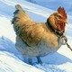Фанаты "Властелина колец" разобрали, что было бы, если бы Кольцо нёс не Фродо, а курица на верёвочке