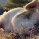 На Гавайях можно жить бесплатно, если 20 часов в неделю ухаживать за спасёнными свиньями