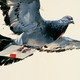Мессенджер Carrier Pidge доставляет сообщения со скоростью 177 км/ч, но с шансом 0,2% голубь погибнет в пути